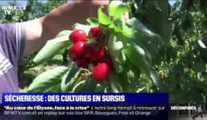 Sécheresse: les agriculteurs appréhendent l'été