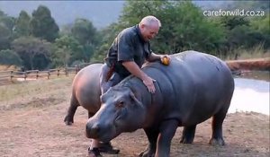 Belle amitié entre un homme et un hippopotame