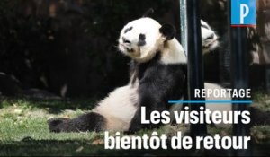 Le zoo de Beauval rouvre ses portes : « Certains animaux sont à la recherche du public »