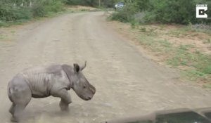 Ce bébé rhinocéros se prend pour le roi de la savane