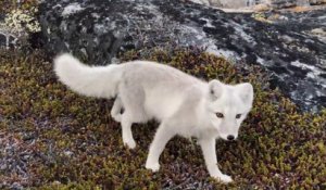 Le Plus Rapide Renard Polaire Bebe