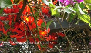 La Réunion : Les fleurs lontan