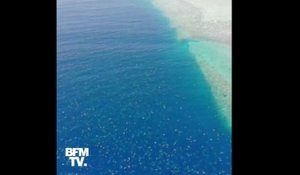 Les images spectaculaires de milliers tortues réunies pour pondre près de la grande barrière de corail