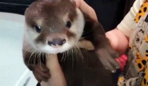 Premier bain pour une petite loutre