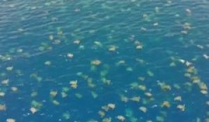 Des milliers de tortues filmées par des drones dans la mer de corail