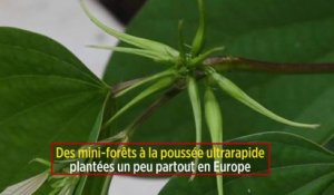 Des mini-forêts à la poussée ultrarapide plantées un peu partout en Europe