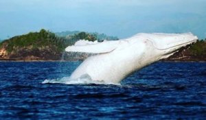 Une baleine à bosse albinos a été aperçue en Australie