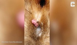 Ce bébé wombat sort sa patte du ventre de maman pour nous faire coucou