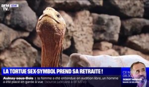 Diego, la tortue à la libido exceptionnelle, prend sa retraite et rentre aux Galapagos