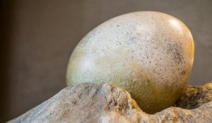Une scientifique perce enfin le mystère d'un œuf préhistorique gigantesque retrouvé en Antarctique