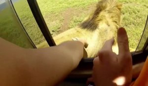 Ce touriste veut caresser un lion pendant un safari