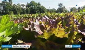 Alimentation : les fermes urbaines plébiscitées après le confinement