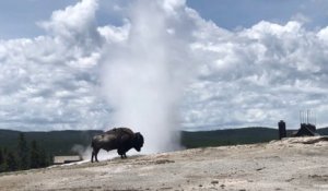 Un bison devant un geyser : quoi de plus beau
