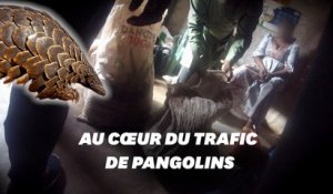 "Sur le Front": enquête choc sur la chasse au pangolin pendant le Covid-19
