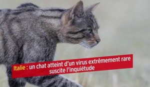 Italie : un chat atteint d'un virus extrêmement rare suscite l'inquiétude