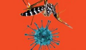OMF « Oh My Fake » : moustique-tigre et coronavirus, la folle rumeur