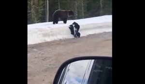 Ne jamais approcher d'une maman ours avec ses petits