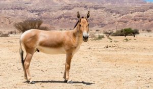 Pour la première fois en 65 ans, l'âne sauvage asiatique réapparait en Mongolie