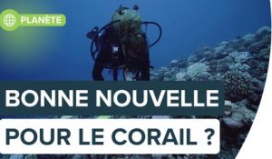 Grande barrière de corail : la vie sous-marine prospère malgré le réchauffement | Futura