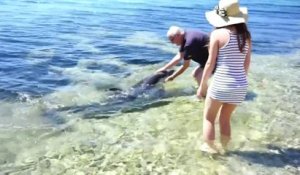 En Croatie, une famille rencontre un dauphin aux abords d'une plage