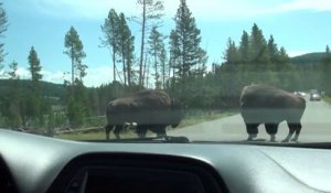 Cet automobiliste tombe sur des bisons très en colère en pleine route