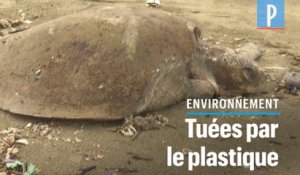 Marée géante de plastiques et cadavres de tortues au Bangladesh