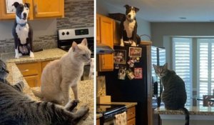 Chat Trop Mignon Qui Se Prend Pour Un Chien Lol Cat Sur Orange Videos