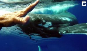 Une baleine protège ce plongeur d'un grand requin blanc