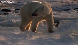 L'ours polaire pourrait s'éteindre d'ici 2100