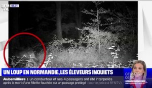 La présence confirmée d'un loup en Normandie inquiète les éleveurs