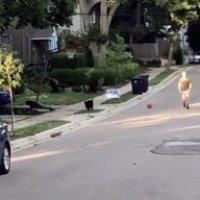Le chien, meilleur rebondeur de l'homme