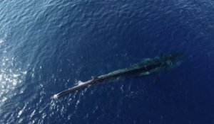 Cette baleine sans queue agonise depuis des mois en Méditerranée
