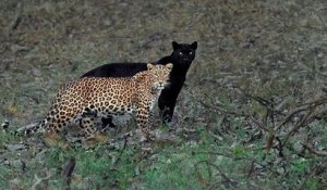 Un photographe animalier attend 6 jours pour prendre la photo parfaite d'un léopard et d'une panthère noire
