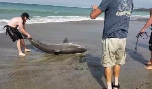Ils sauvent un grand requin blanc échoué sur Capistrano Beach, Californie