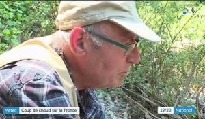 Fortes chaleurs : l'Occitanie en alerte canicule