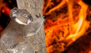 Australie : trois milliards d'animaux tués ou déplacés par les feux de brousse