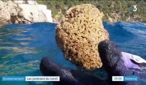 Toulon : ils sauvent le corail en mer Méditerranée