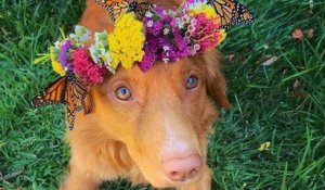 Ce magnifique chien s'est lié d'amitié avec tous les papillons qui vivent dans son jardin