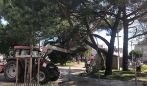 Place de la Vendée, une grosse branche d’arbre tombe sur la chaussée