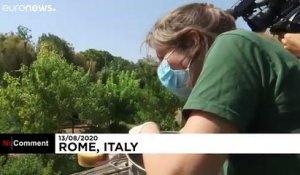 Au zoo de Rome, des fruits glacés contre la canicule