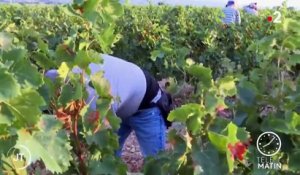 Pyrénées-Orientales : des vendanges précoces cette année