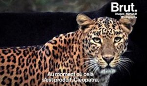 L'incroyable photographie d'un léopard et d'une panthère noire inséparables