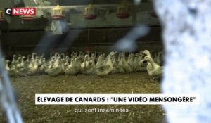 Elevage de canards : "une vidéo mensongère"