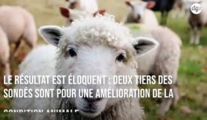 Fourrure, élevage, animaux dans les cirques : les Français veulent un meilleur bien être pour les animaux