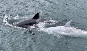 Une orque blanche très rare a été repérée près de l'Alaska