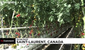 Aubergines et tomates bio prennent de la hauteur sur les toits de Montréal