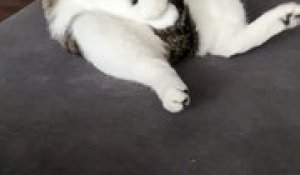 Ce Chat Miaule Bizarrement Sur Orange Videos