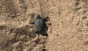 Une vingtaine de bébés tortues sont nées sur la plage de Fréjus