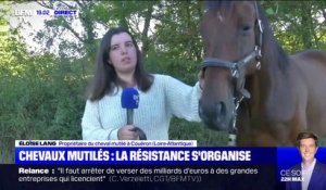 Coupures, brûlures... Ce cheval a été attaqué en pleine nuit en Loire-Atlantique, sa propriétaire témoigne