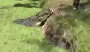 Il fait sortir un énorme crocodile du bassin devant les touristes
